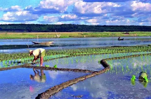 cena de agricultura manual em uma paisagem rural vibrante. Em primeiro plano, um agricultor, curvado e c