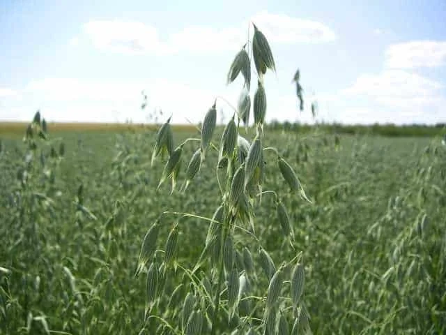 uma lavoura de aveia (Avena sativa) em um dia ensolarado. Em primeiro plano, um ramo de aveia se destaca com s