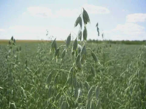 uma lavoura de aveia (Avena sativa) em um dia ensolarado. Em primeiro plano, um ramo de aveia se destaca com s