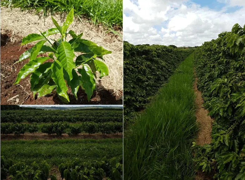 Esta imagem é uma composição de três fotografias que ilustram diferentes estágios e aspectos do cultivo de café. No canto sup