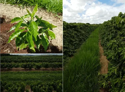 Esta imagem é uma composição de três fotografias que ilustram diferentes estágios e aspectos do cultivo de café. No canto sup