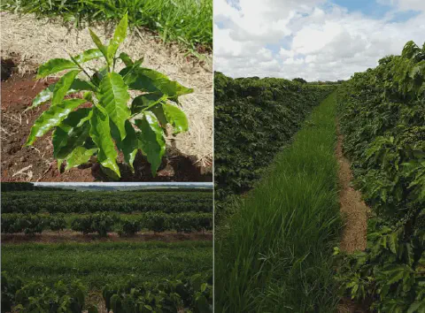 Esta imagem é uma composição de três fotografias que ilustram diferentes estágios e aspectos do cultivo de café. No canto sup