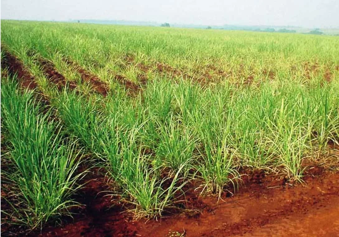 uma extensa lavoura de cana-de-açúcar em estágio inicial de desenvolvimento. As plantas jovens, com folhas ver