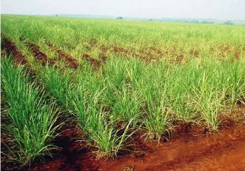 Reboleira típica de canavial afetado por nematoides, com plantas menores e falhas