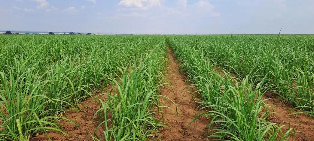Cultivo de Cana-de-Açúcar: Manejo e Produtividade uma vasta plantação de cana-de-açúcar em pleno desenvolvimento. As plantas, de um verde vibrante, estão organi