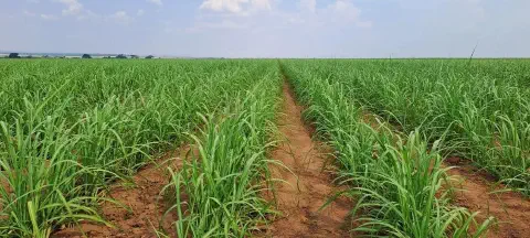uma vasta plantação de cana-de-açúcar em pleno desenvolvimento. As plantas, de um verde vibrante, estão organi
