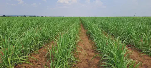 uma vasta plantação de cana-de-açúcar em pleno desenvolvimento. As plantas, de um verde vibrante, estão organi