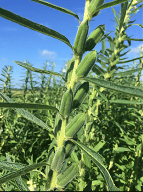 close-up detalhado de uma planta de gergelim (Sesamum indicum) em uma lavoura a céu aberto. O foco principa