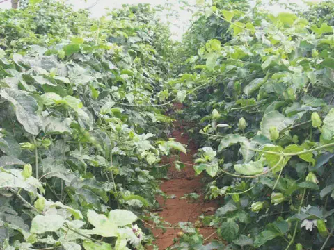 uma perspectiva em primeira pessoa de um corredor estreito em uma plantação de maracujá. Dos dois lados, as pl