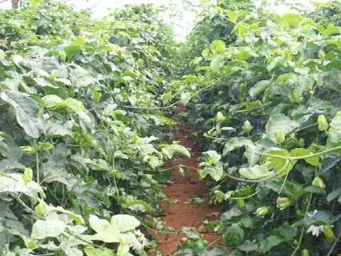 uma perspectiva em primeira pessoa de um corredor estreito em uma plantação de maracujá. Dos dois lados, as pl