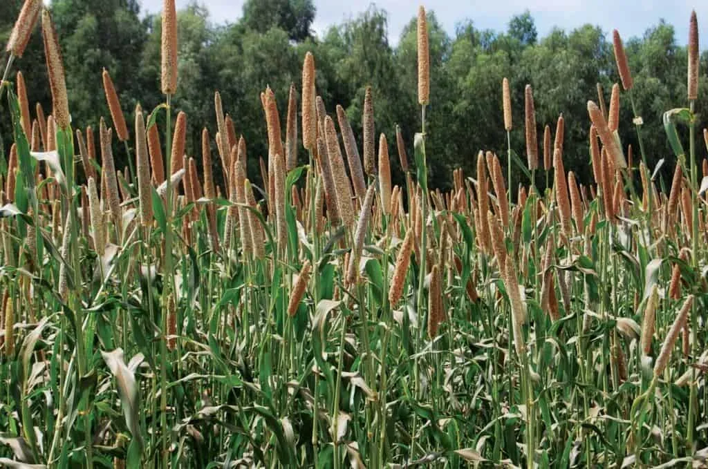 Cultivo de Milheto: Manejo e Dicas para a Lavoura uma lavoura densa de milheto (Pennisetum glaucum) em um estágio avançado de desenvolvimento, provavelmente pró
