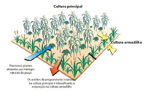 infográfico didático que ilustra a técnica agrícola da 'cultura armadilha' para o manejo integrado de pragas. N