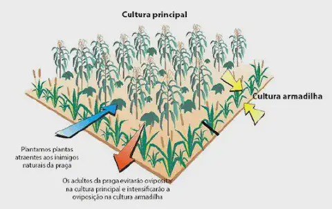 infográfico didático que ilustra a técnica agrícola da 'cultura armadilha' para o manejo integrado de pragas. N