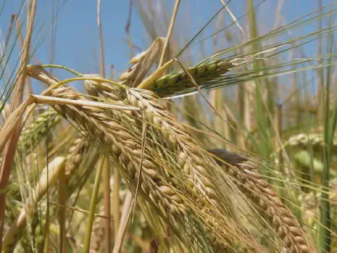 close-up detalhado de espigas de cevada em uma lavoura, sob um céu azul e ensolarado. As espigas estão em f