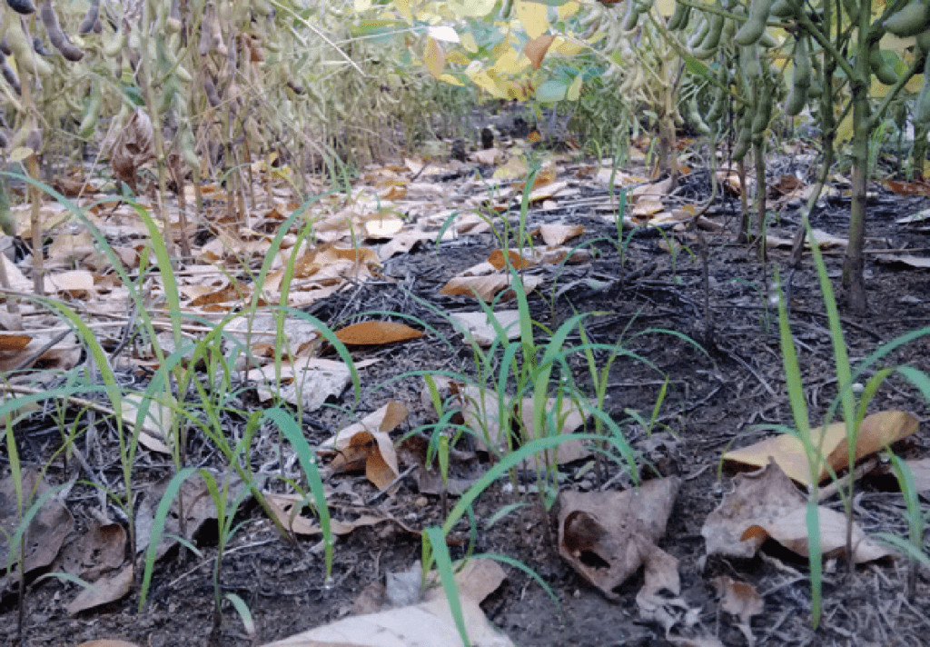 Cultura de Cobertura na Soja: Benefícios e Manejo uma visão em close-up e de ângulo baixo do solo de uma lavoura de soja em fase final de maturação. Ao fundo, o