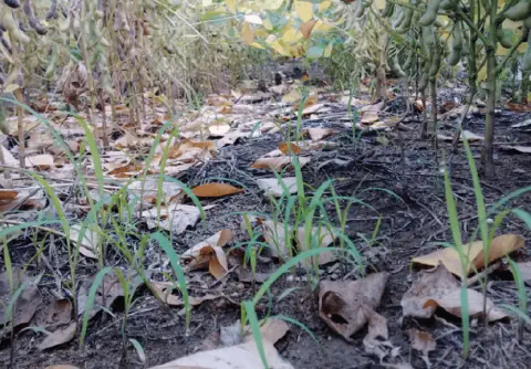 uma visão em close-up e de ângulo baixo do solo de uma lavoura de soja em fase final de maturação. Ao fundo, o