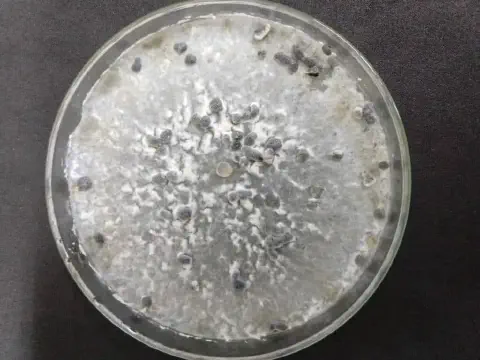 Placa de Petri em laboratório mostrando cultura pura de fungo Sclerotinia sclerotiorum com micélio branco característico e escleródios negros