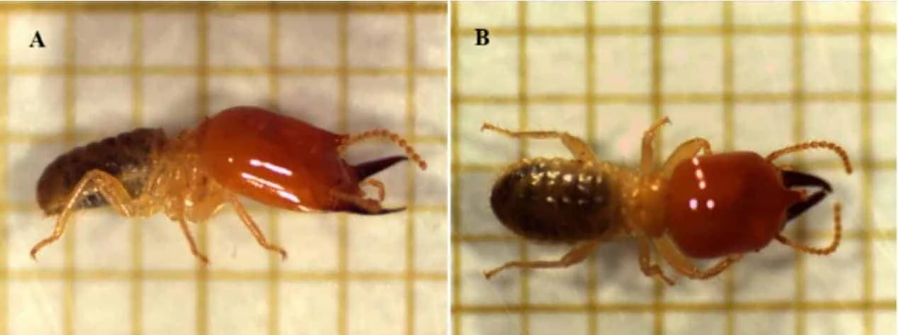 Cupim Soldado: Como Identificar esta Praga na Lavora composição de duas fotografias, A e B, que exibem um cupim soldado em grande detalhe sobre um fundo de papel m