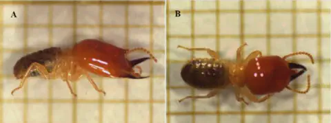 composição de duas fotografias, A e B, que exibem um cupim soldado em grande detalhe sobre um fundo de papel m