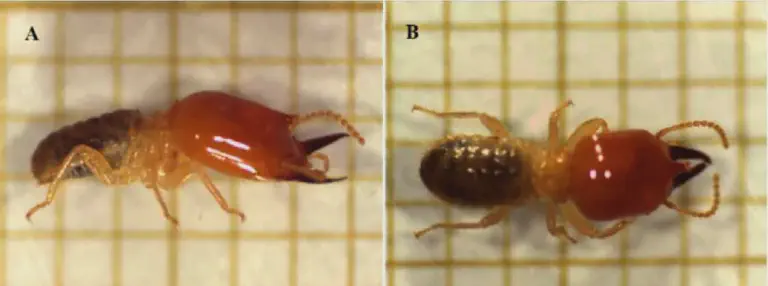 Cupim Soldado: Como Identificar esta Praga na Lavora composição de duas fotografias, A e B, que exibem um cupim soldado em grande detalhe sobre um fundo de papel m