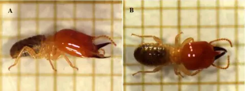 composição de duas fotografias, A e B, que exibem um cupim soldado em grande detalhe sobre um fundo de papel m