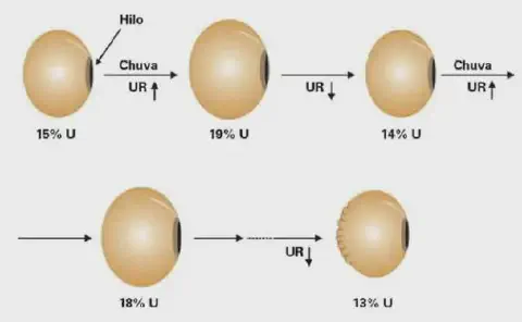 infográfico que ilustra o processo de dano por umidade em um grão de soja. O diagrama mostra um ciclo de flutua