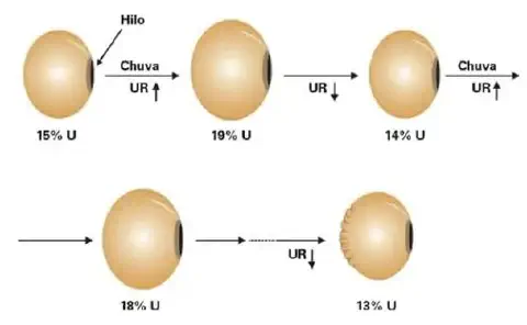 infográfico que ilustra o processo de dano por umidade em um grão de soja. O diagrama mostra um ciclo de flutua
