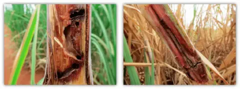 díptico que exibe em close-up os danos internos em colmos de cana-de-açúcar. Na imagem à esquerda, observa-se u