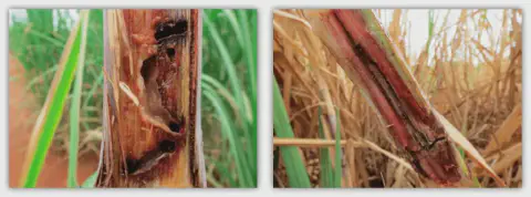 díptico que exibe em close-up os danos internos em colmos de cana-de-açúcar. Na imagem à esquerda, observa-se u