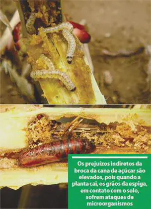 composição de duas fotografias que ilustram os danos causados pela broca-da-cana (Diatraea saccharalis), uma p