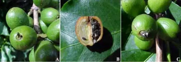 composição de três fotografias (A, B, C) que ilustram os danos causados pela broca-do-café (Hypothenemus hampe