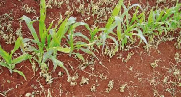 uma fileira de plantas jovens de milho crescendo em solo de tonalidade avermelhada, característico de muitas r