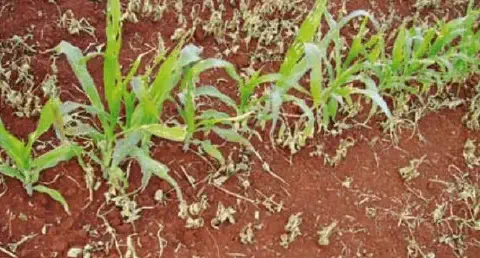 uma fileira de plantas jovens de milho crescendo em solo de tonalidade avermelhada, característico de muitas r