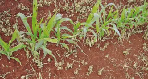 uma fileira de plantas jovens de milho crescendo em solo de tonalidade avermelhada, característico de muitas r