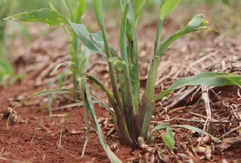 close-up de uma planta jovem de milho em estágio inicial de desenvolvimento, crescendo em solo de tonalidad