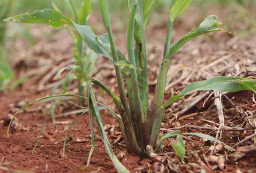 Danos da Lagarta-do-Cartucho no Milho: Como Identificar close-up de uma planta jovem de milho em estágio inicial de desenvolvimento, crescendo em solo de tonalidad