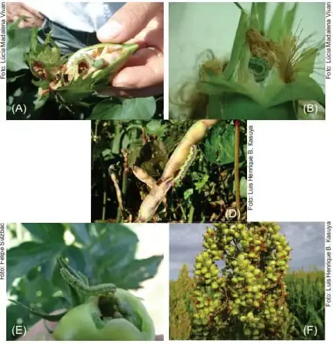 Mosaico com seis fotos mostrando os danos da lagarta Helicoverpa em algodão, milho, soja, feijão, tomate e sorgo, com furos e partes comidas