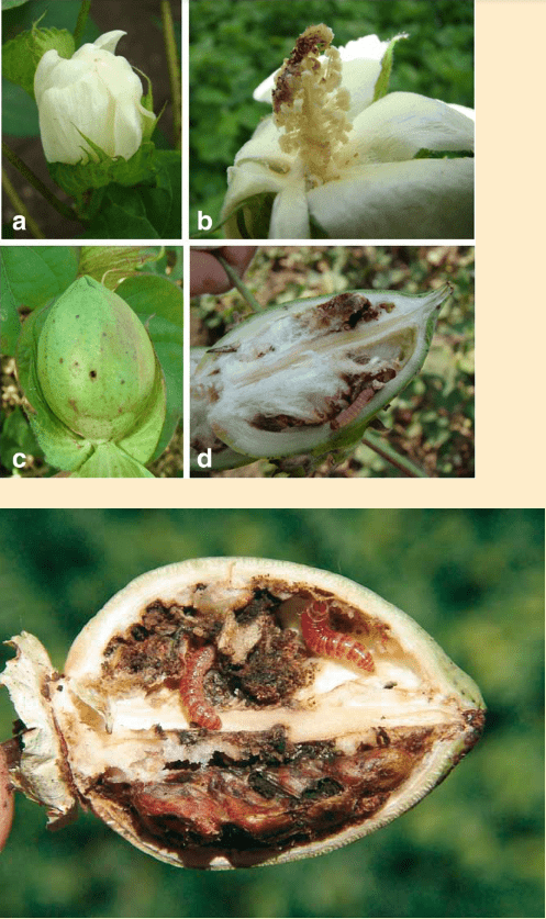 Esta imagem composta ilustra os danos causados por uma praga, provavelmente a lagarta-rosada (Pectinophora gossypiella), na c