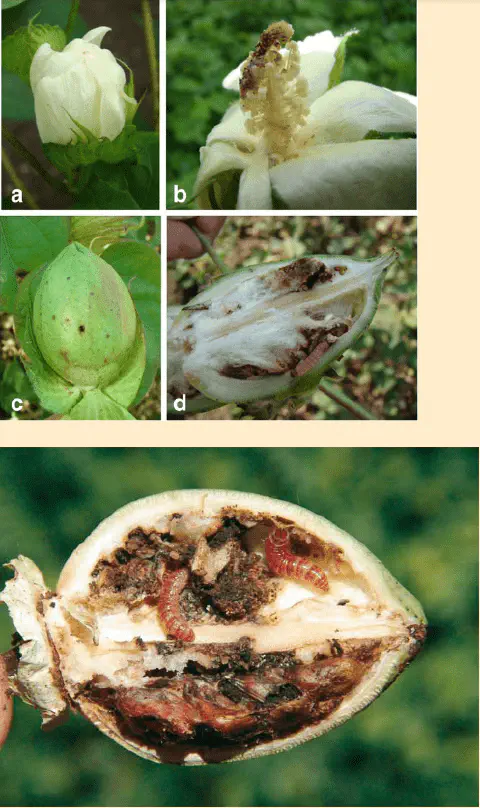 Esta imagem composta ilustra os danos causados por uma praga, provavelmente a lagarta-rosada (Pectinophora gossypiella), na c