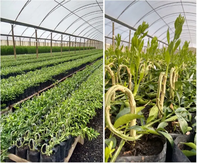 composição de duas fotos que retratam um problema fitossanitário em um viveiro de mudas, provavelmente de citr