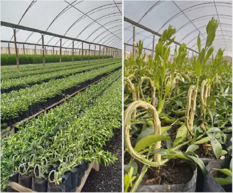 composição de duas fotos que retratam um problema fitossanitário em um viveiro de mudas, provavelmente de citr