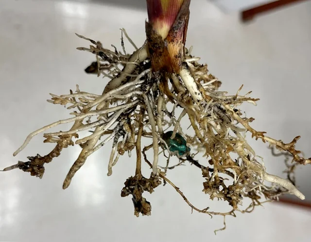 close-up detalhado do sistema radicular de uma planta jovem de milho, que foi removida do solo para inspeçã