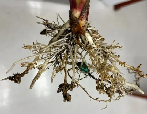 close-up detalhado do sistema radicular de uma planta jovem de milho, que foi removida do solo para inspeçã