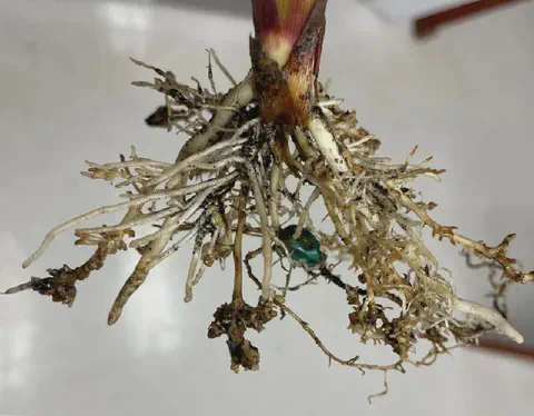 close-up detalhado do sistema radicular de uma planta jovem de milho, que foi removida do solo para inspeçã