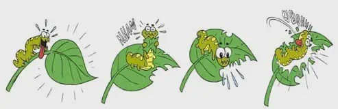 Danos de Lagartas na Lavoura: Como Identificar e Controlar ilustração em estilo cartoon, dividida em quatro quadros sequenciais, que retrata uma lagarta verde e amarela