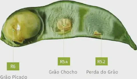 uma vagem de soja aberta, mostrando o impacto de danos em diferentes estágios de desenvolvimento do grão. Trat
