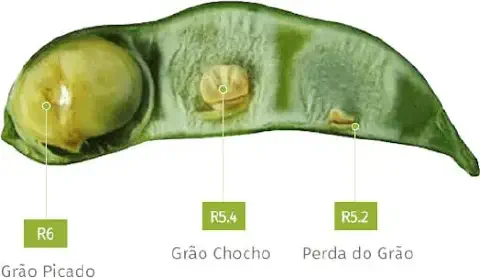 uma vagem de soja aberta, mostrando o impacto de danos em diferentes estágios de desenvolvimento do grão. Trat