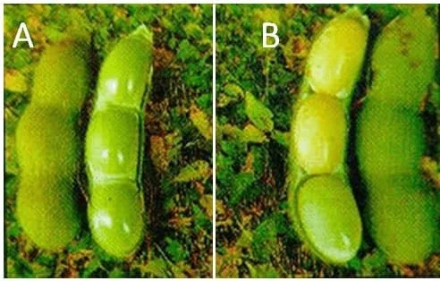 comparativo visual, dividido em dois painéis (A e B), mostrando vagens de soja em diferentes estados de