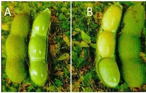 comparativo visual, dividido em dois painéis (A e B), mostrando vagens de soja em diferentes estados de
