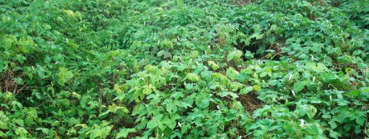 plantação com densa cobertura vegetal de folhas largas e verdes. No entanto, a lavoura está visivelmente